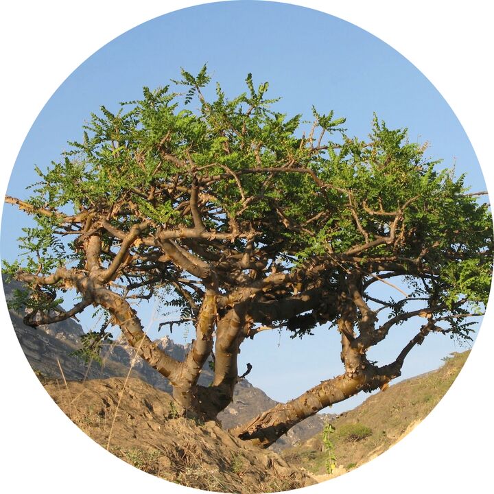 Boswellia-Baum